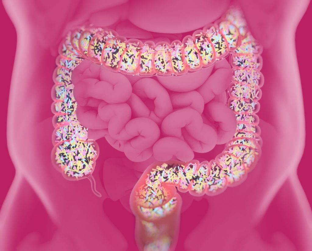 La flore intestinale ou le microbiote intestinal : c'est quoi ?