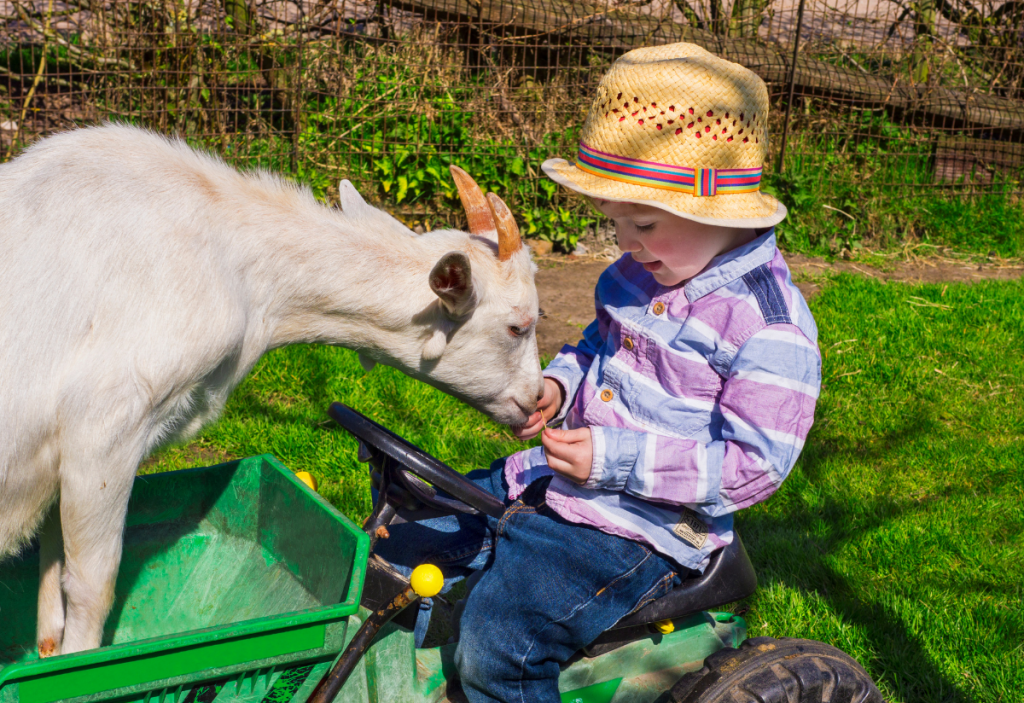 Grandir à la ferme : des bienfaits pour le système immunitaire , moins d'allergies et d'asthme