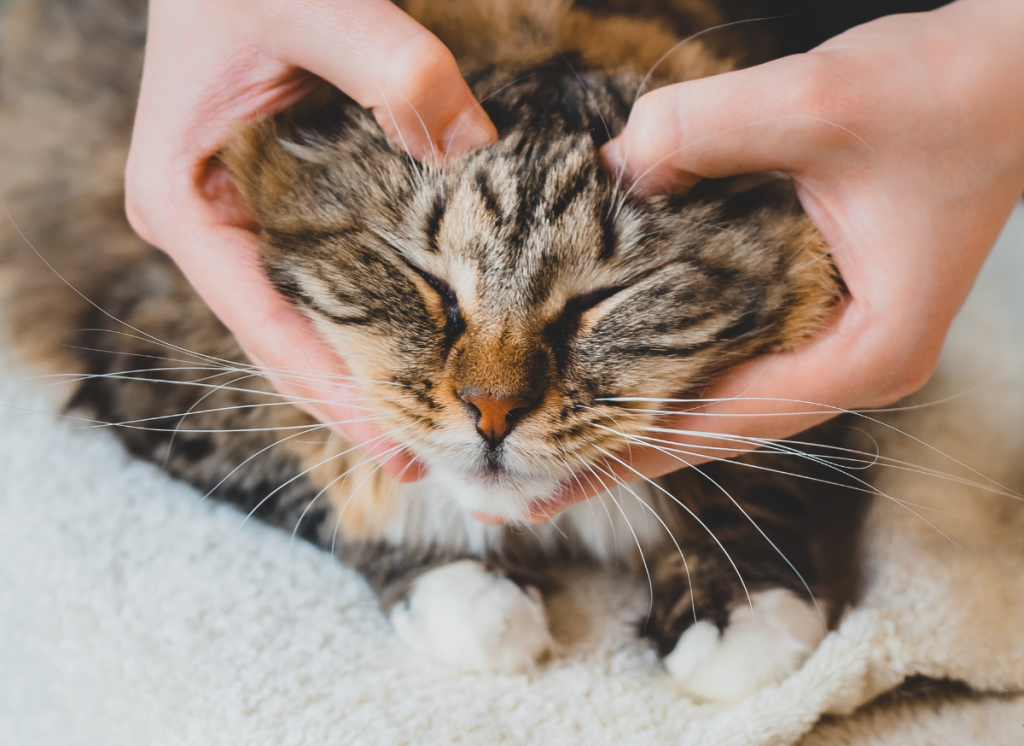 animaux stresses chat