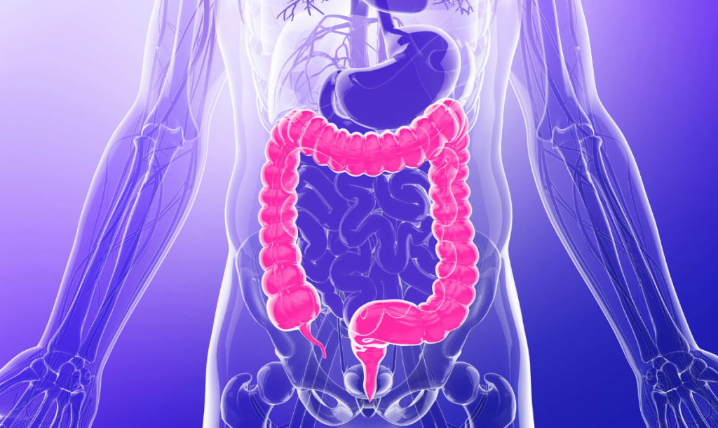 Lien entre le microbiote intestinal et le cholestérol