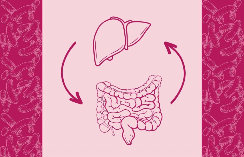 L'axe intestin-foie : l'influence de l'intestin sur la fonction hépatique