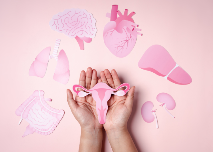 L’intestin et le système endocrinien : les liens avec la fertilité