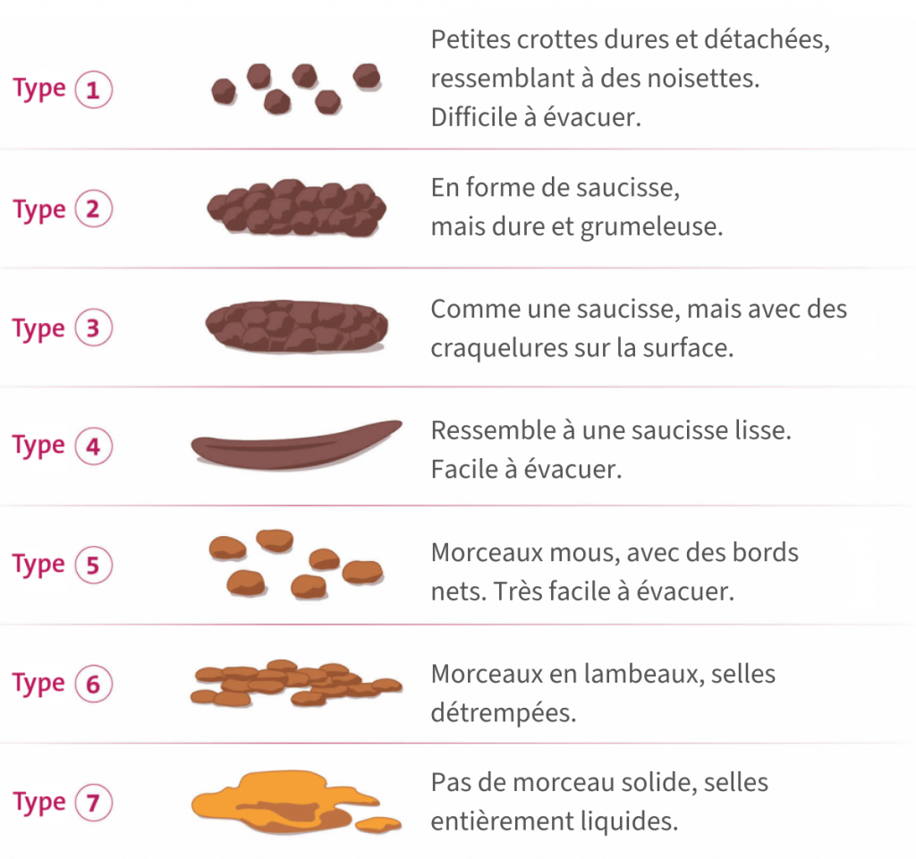 echelle bristol selles