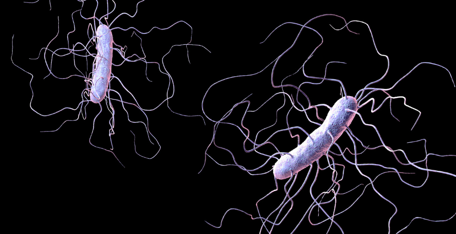 Clostridioides difficile : c'est quoi ?