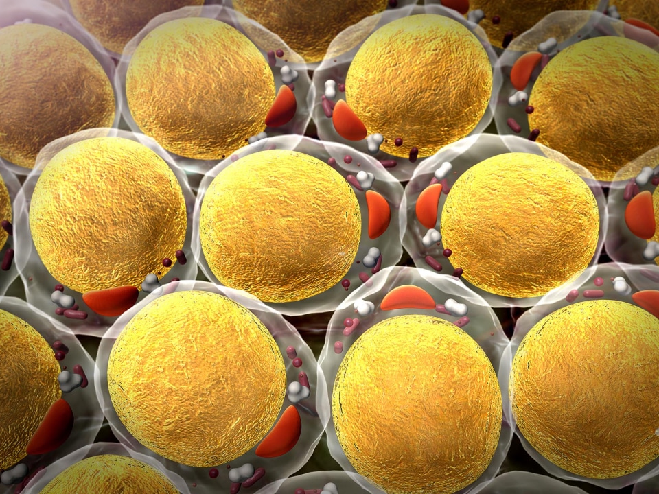 zsirsejtek omnibiotic