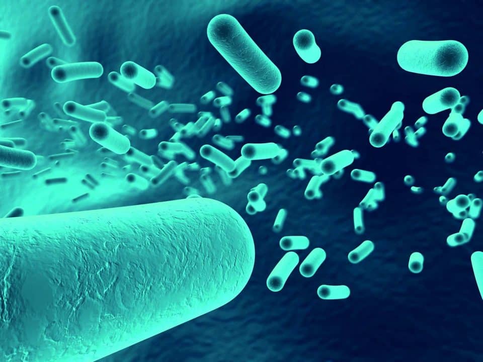 bélbaktérium, probiotikum hatása, legjobb probiotikum, mi az a prebiotikum, bélbaktériumok helyreállítása, bélbaktériumok, bélbaktériumok tünetei, bélflóra, mikrobiom, bélmikrobiom