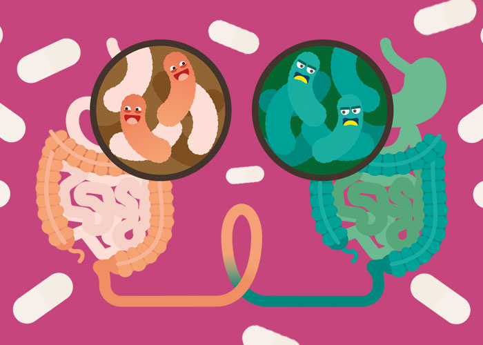 mikrobiom, mikrobióta, Hack your health,, netflix, fermentált ételek, firmicutes baktériumok, rostok, rosthiány