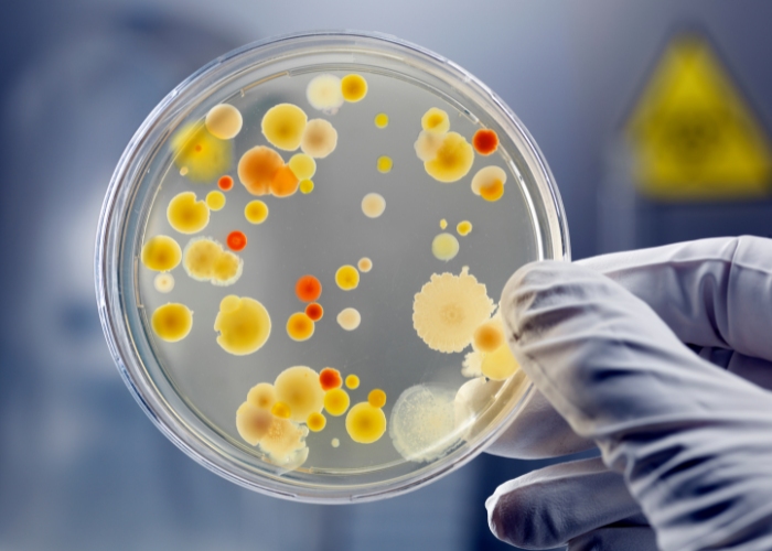 antibiotico-fermenti-lattici