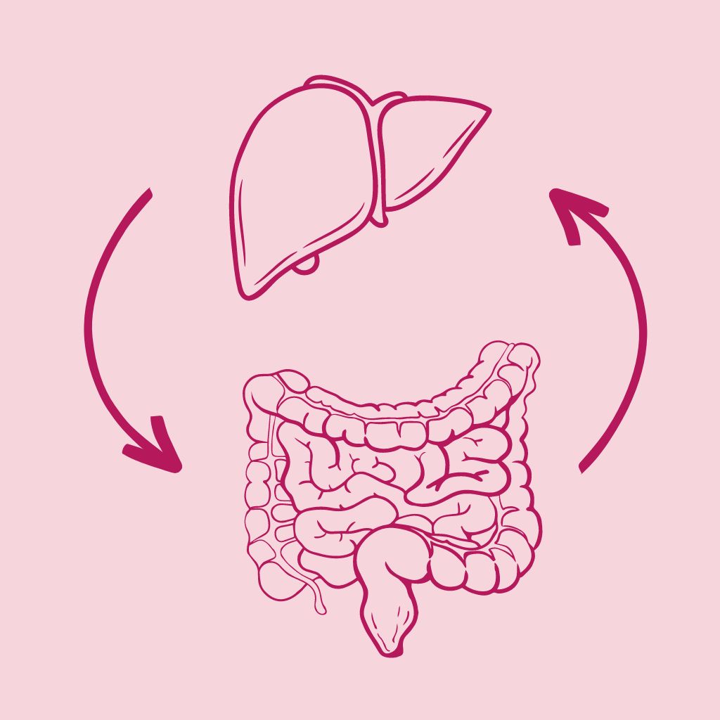 intestino-fegato-probiotici
