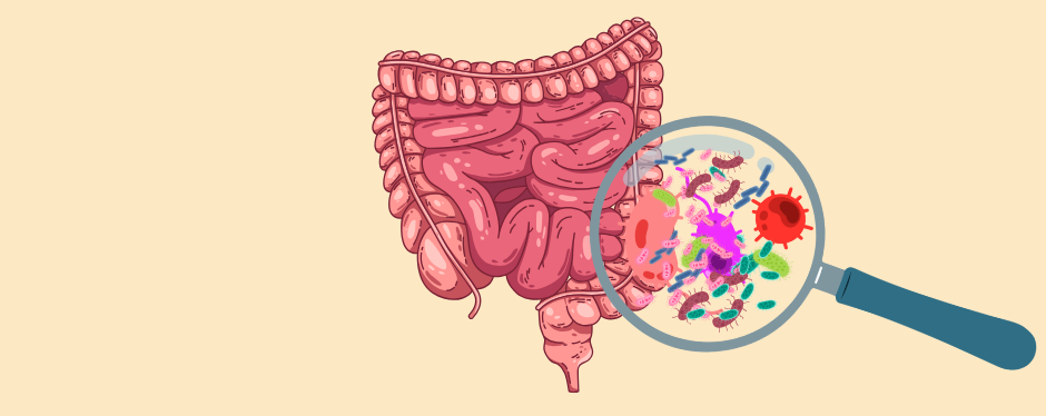 lactobacillus-lattobacilli-microbiota-intestinale-fermenti-lattici
