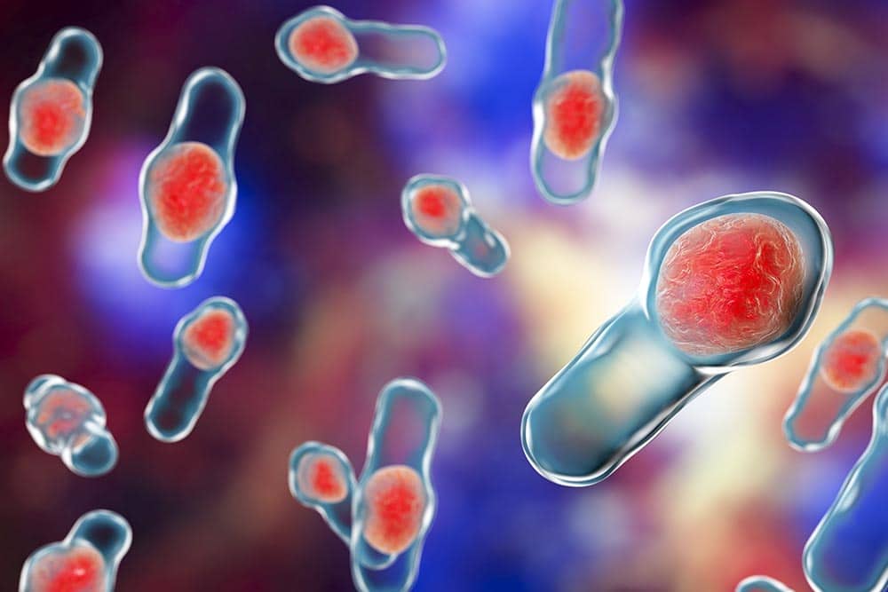 clostridium difficile darmbakterien 3d 1