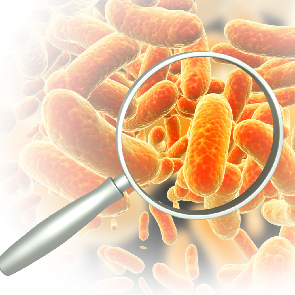 Faecalibacterium prausnitzii
