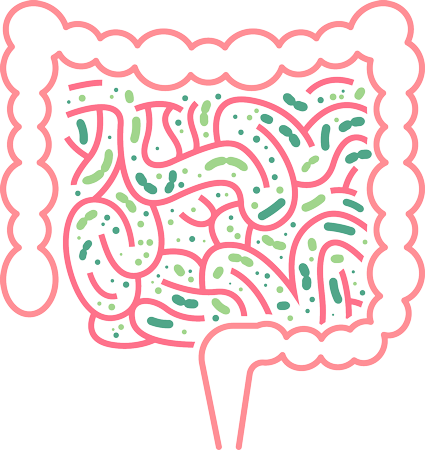 gut flora bacteria probiotics healthy gut